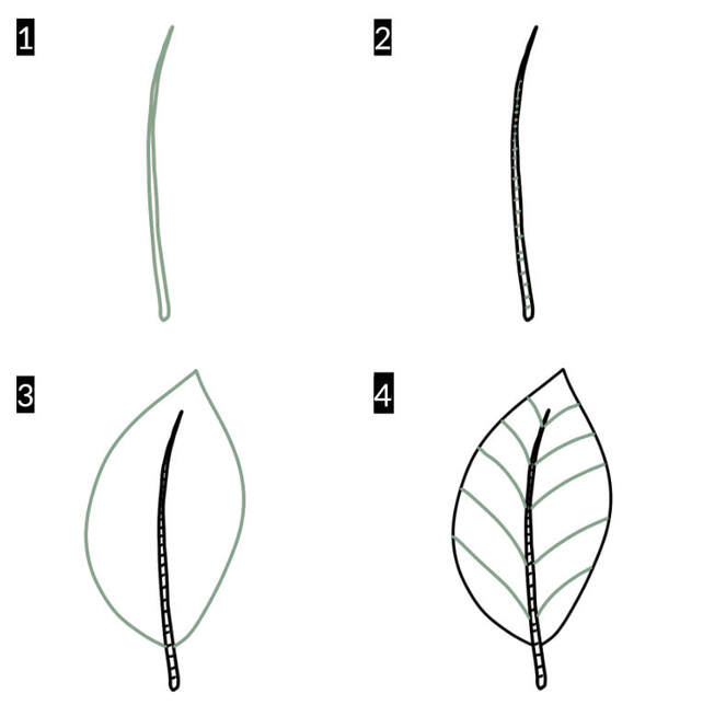 Step by step guide of drawing a simple leaf.